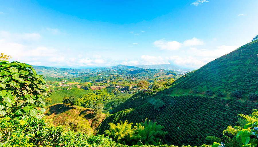 Región cafetera Cauca