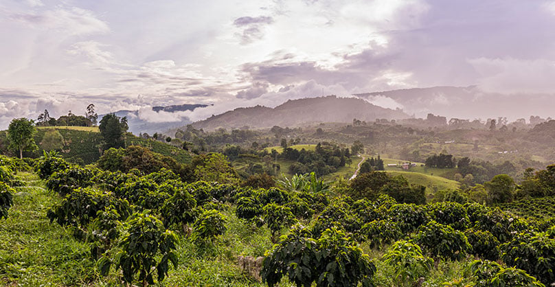 Región cafetera Huila