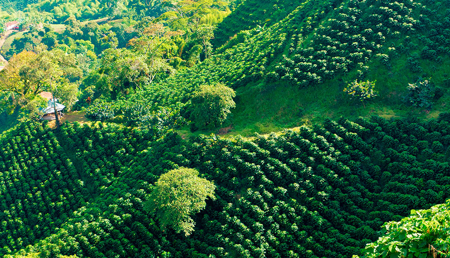 Región cafetera Tolima